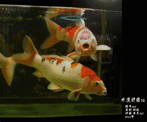 鯉魚招財|【鯉魚招財】家裡養「鯉魚」就能招財？注意這些養殖眉角，財源。